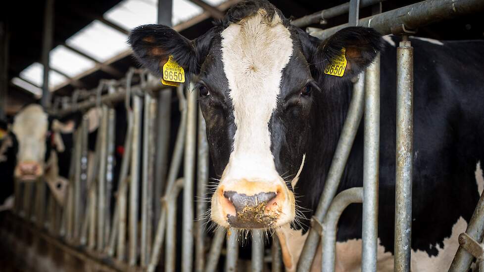 Landgoed Kaamps verandert opzet: geen dansende koeien in de natte wei