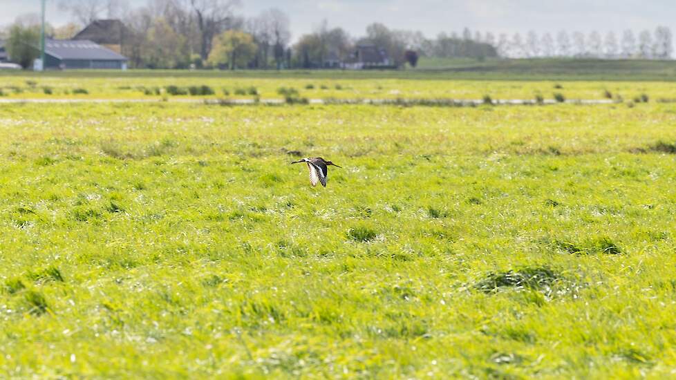 Weidevogels zoals de grutto vliegen rondom de velden waarin gezocht wordt. Van zowel de grutto, tureluur als kievit hebben de vrijwilligers vanochtend nesten gevonden.