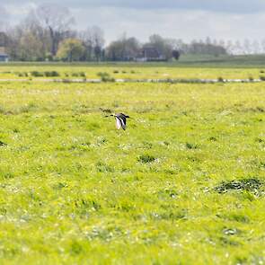 Weidevogels zoals de grutto vliegen rondom de velden waarin gezocht wordt. Van zowel de grutto, tureluur als kievit hebben de vrijwilligers vanochtend nesten gevonden.