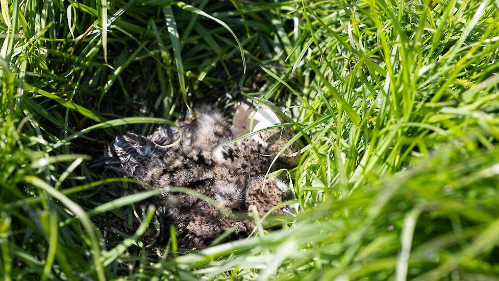 Tijdens het zoeken is ook een nestje net uitgekomen kieviten gevonden. Drie van de vier kuikens zijn al goed opgedroogd en actief.