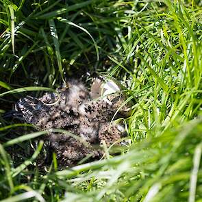 Tijdens het zoeken is ook een nestje net uitgekomen kieviten gevonden. Drie van de vier kuikens zijn al goed opgedroogd en actief.