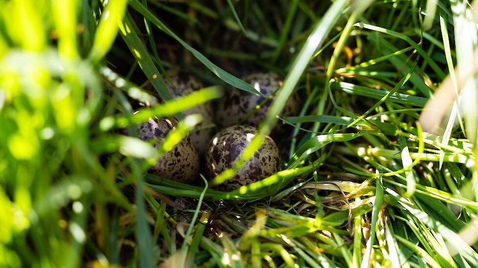 Dit nestje van de tureluur zit goed verstopt in het hoge gras.