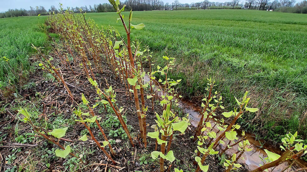 Japanse duizendknoop langs een landbouwperceel. De stengels zijn groen met roodachtige vlekken. De bladeren zijn hartvormig.