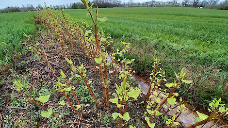 Japanse duizendknoop langs een landbouwperceel. De stengels zijn groen met roodachtige vlekken. De bladeren zijn hartvormig.