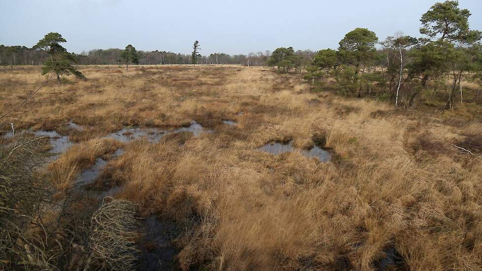 Het Wooldse Veen.