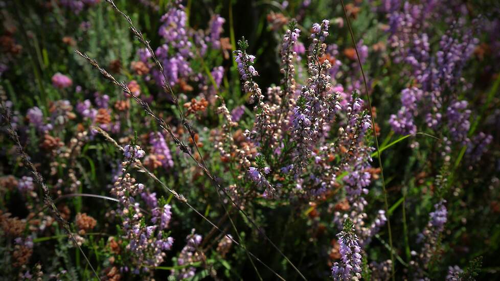 heideplant in Korenburgerveen