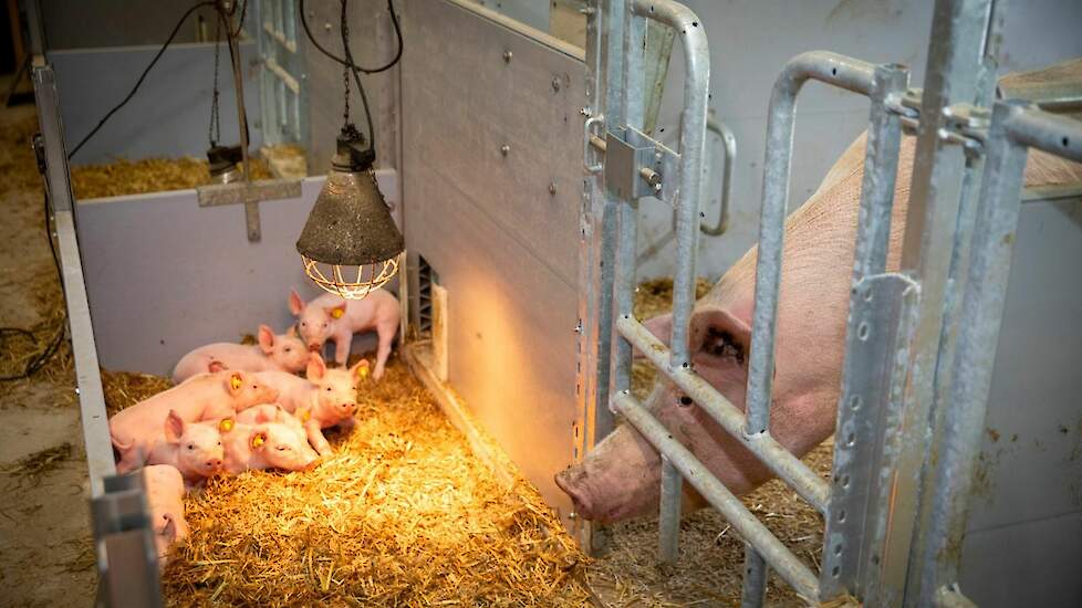 Enkele pasgeboren biggen in het verwarmde biggennest, terwijl de zeug ondertussen toekijkt. De onderkomens zullen op korte termijn worden overkapt.