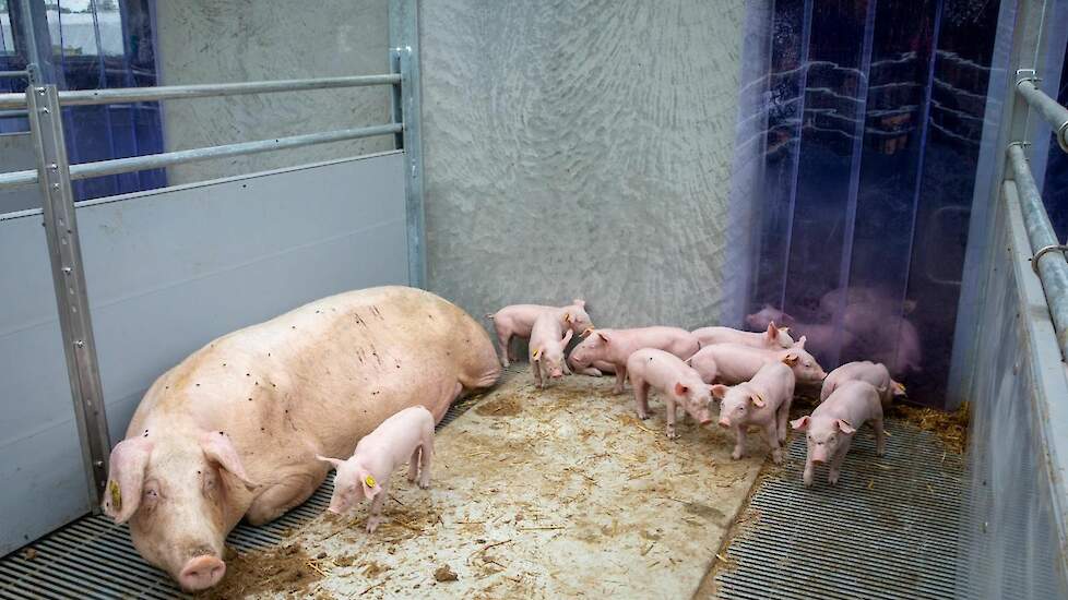 De zeug met biggen van enkele dagen oud in de nieuwe kraamopfokhokken.