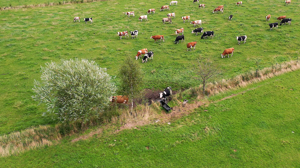 Koelste koeienweide bij Ruimzicht in Halle