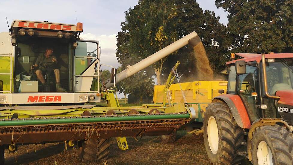 Fotoserie: Prima opbrengst bio-boekweit in Millingen