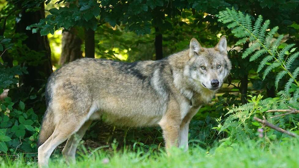 Probleemwolf in Voorthuizen mag afgeschoten worden van Gelderland