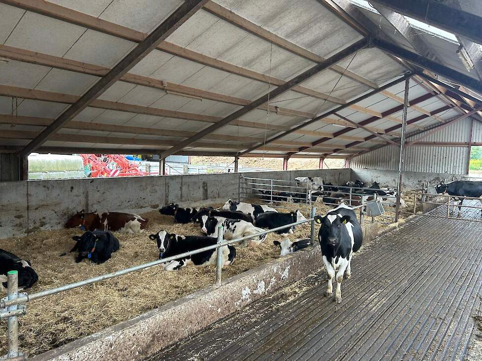 In de potstal gaat het afkalven vrijwel probleemloos en zonder benodigde hulp. ‘Dit is de beste investering in jaren.’