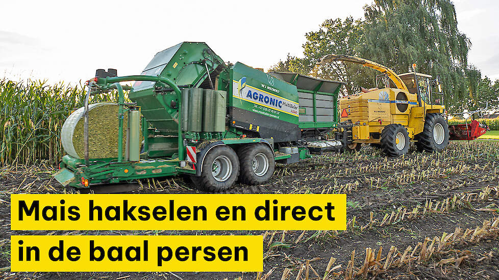 Vleesveehouder Arjan Wullink laat mais balen persen: ‘Het blijft langer vers en past bij mijn manier van voeren’