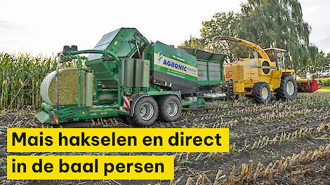 Vleesveehouder Arjan Wullink laat mais balen persen: ‘Het blijft langer vers en past bij mijn manier van voeren’