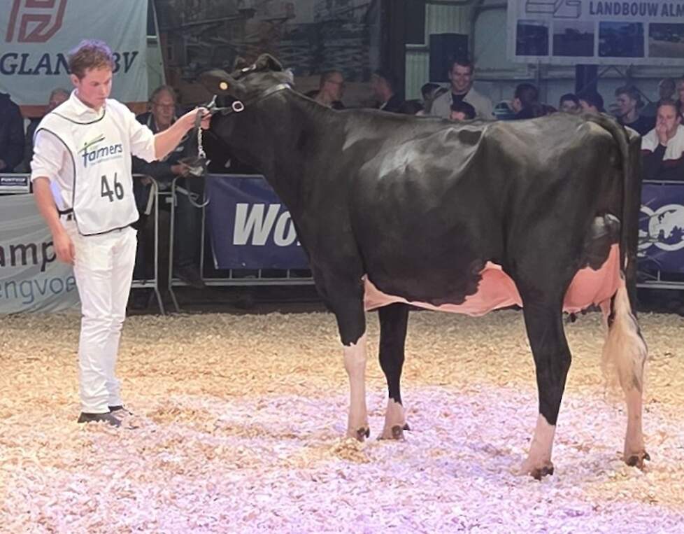 Geertje 813 pakte de koppositie in de eerste vaarzenrubriek.