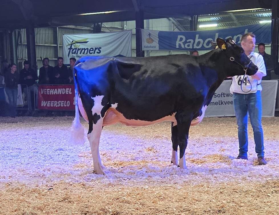 Kampioene van de zwartbonte vaarzen Willie 124.