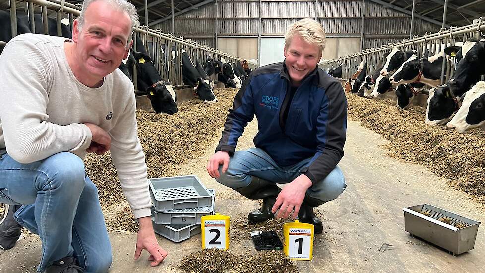 ‘De koe geeft mij het rapportcijfer’