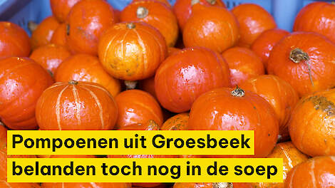 Pompoenen uit Groesbeek belanden toch nog in de soep: &lsquo;De verwerkers draaiden vol gas, maar een keer houdt het op&rsquo;