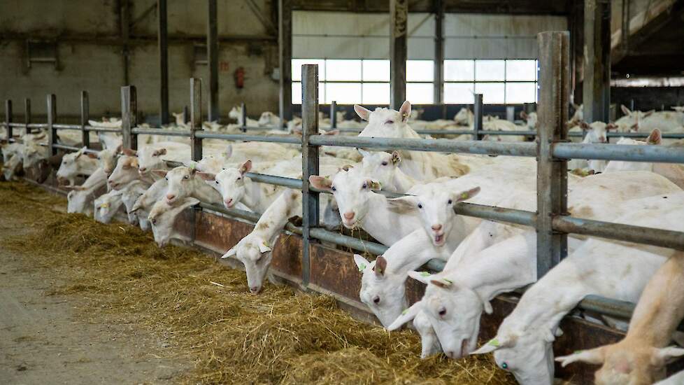 Oost-Gelre wil bouwen in Vragender nabij geitenbedrijven