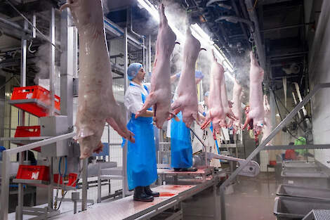 Pigarn&eacute; legt zich in Lichtenvoorde toe op de slacht van slachtwaardige biggen die niet geschikt zijn voor het mesttraject.