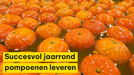 De Terp Squashpackers: succesvol jaarrond pompoenen leveren - Ekoland Innovatieprijs 2026
