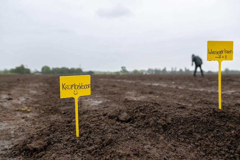 Het proefveld bij teler Van den Hoek.