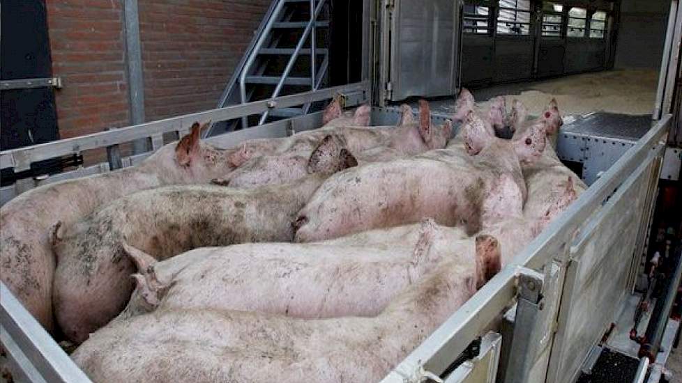 vleesvarkens