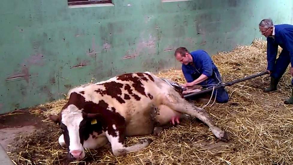 Heifer calves with redemptive device- Koe kalft af met behulp van krik