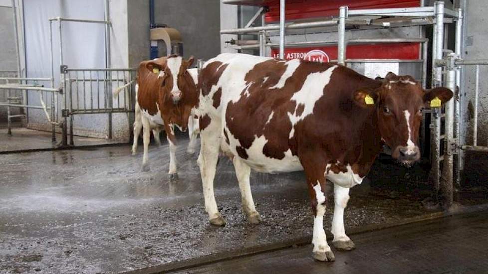 Er wordt gemolken met een wachtruimte.De melkrobots staan naast elkaar voorin de stal opgesteld.