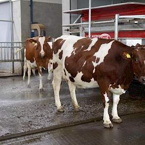 Er wordt gemolken met een wachtruimte.De melkrobots staan naast elkaar voorin de stal opgesteld.