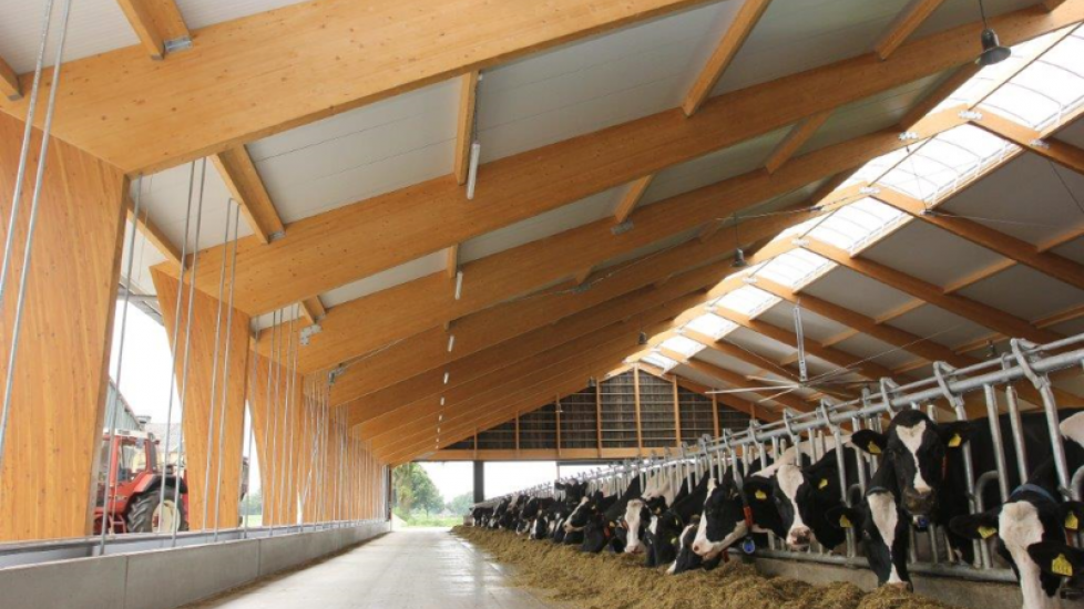 De houten spanten bleken niet duurder dan metalen. Door de vrije overkapping van 32 meter zouden het immers kolossale metalen spanten moeten worden. De totale kosten van de stal liggen op 7000 euro per koeplek. Dit komt met name door de ruimte per koe; in