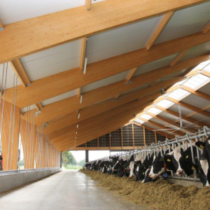 De houten spanten bleken niet duurder dan metalen. Door de vrije overkapping van 32 meter zouden het immers kolossale metalen spanten moeten worden. De totale kosten van de stal liggen op 7000 euro per koeplek. Dit komt met name door de ruimte per koe; in