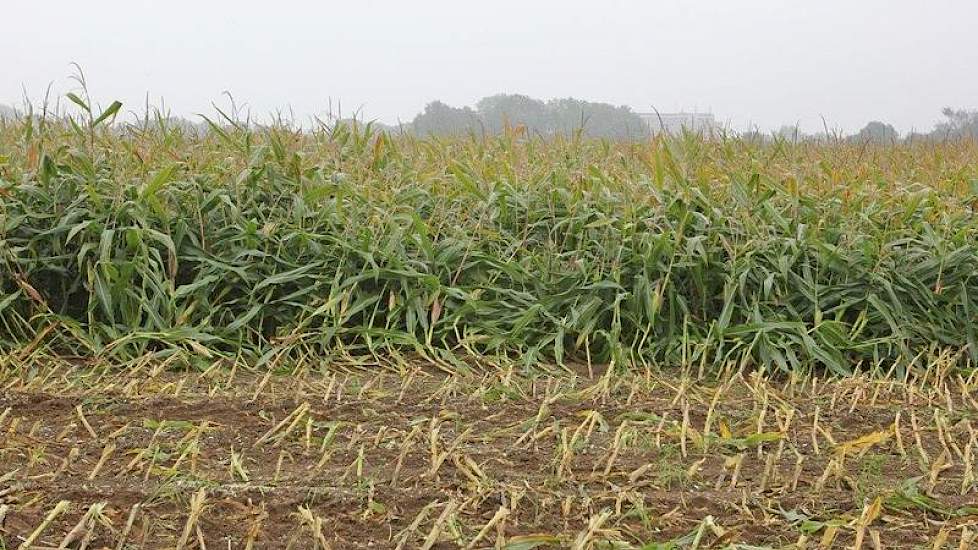 De maïs ligt hier en daar behoorlijk plat, als gevolg van zomers noodweer.