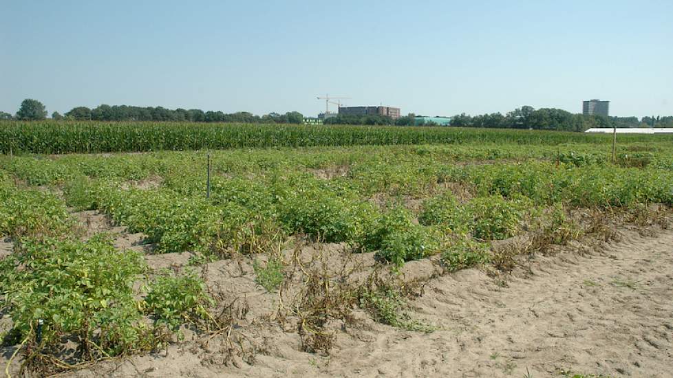 Door de verschillen in resistentie is een lappendeken ontstaan van zwaar en minder zwaar aangetaste aardappelplanten