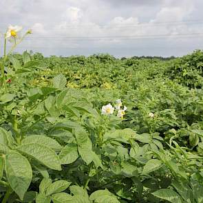 De bloeiperiode is eind juli op zijn retour. Her en der toont een plant nog een mooie bloem.