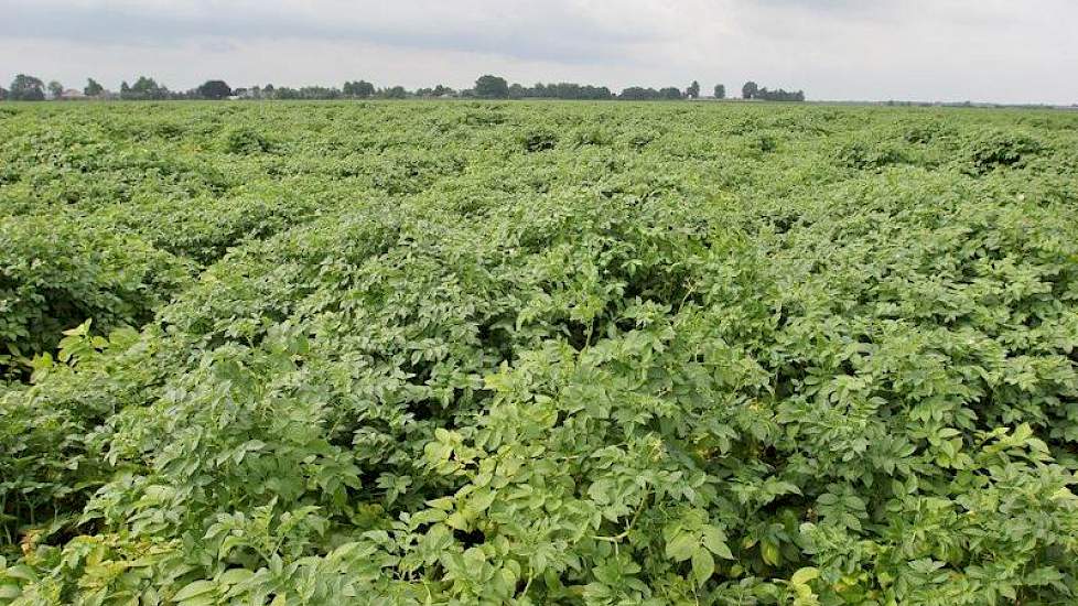 Eind juli is het veldgewas nog goed groen. Het is een vol gewas, op veel plekken staat het meer dan een meter hoog. ‘Je ziet zo ook wel dat er meer stengels per strekkende meter staan’, zegt hij. ‘Dat oogt ook al veel mooier.’