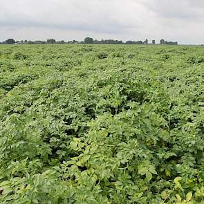 Eind juli is het veldgewas nog goed groen. Het is een vol gewas, op veel plekken staat het meer dan een meter hoog. ‘Je ziet zo ook wel dat er meer stengels per strekkende meter staan’, zegt hij. ‘Dat oogt ook al veel mooier.’