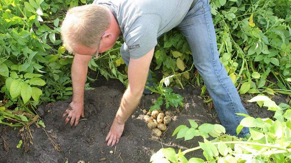De akkerbouwer trekt enkele planten uit de grond en graaft de rug open. ‘Dat valt me nog niet tegen qua dikte’, zegt hij, al gravend. Ook het aantal knollen ziet er goed uit. ‘Ik tel er toch al gauw twintig bij twee planten.’