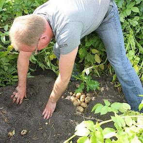 De akkerbouwer trekt enkele planten uit de grond en graaft de rug open. ‘Dat valt me nog niet tegen qua dikte’, zegt hij, al gravend. Ook het aantal knollen ziet er goed uit. ‘Ik tel er toch al gauw twintig bij twee planten.’